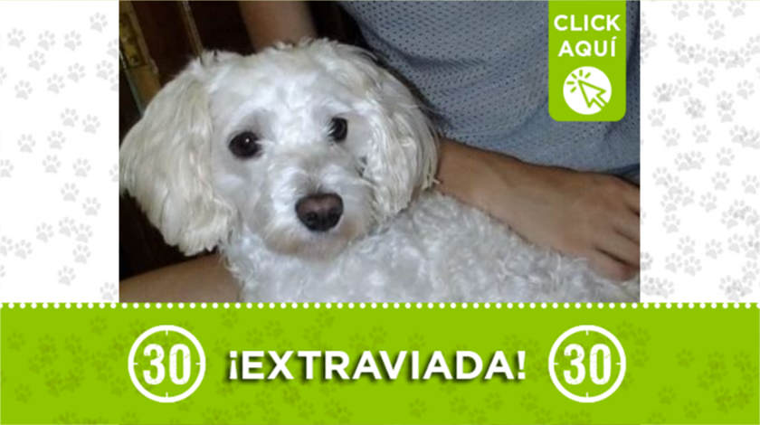 perrita extraviada