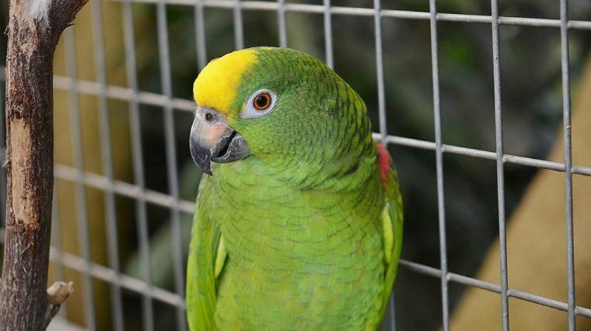 Loro fue testigo de feminicidio