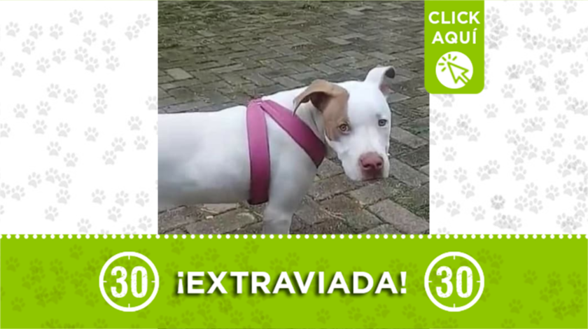 mara perrita extraviada