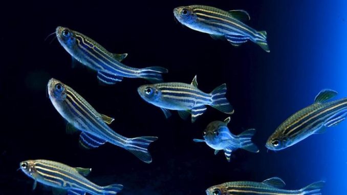 peces fertilidad