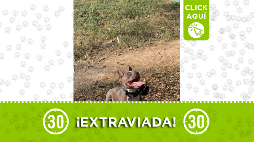 perrita extraviada