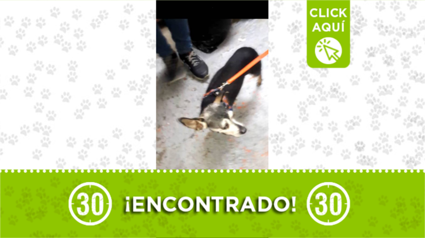 perrito centro medellín