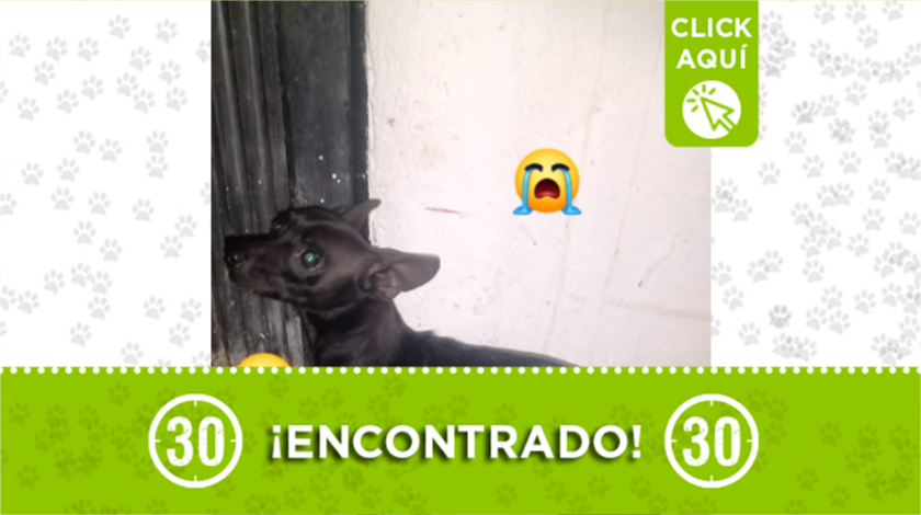 perrito encontrado