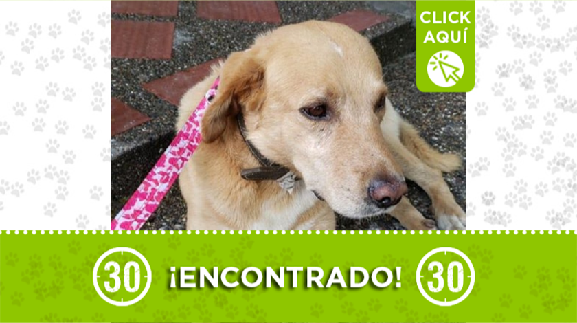 perrito encontrado