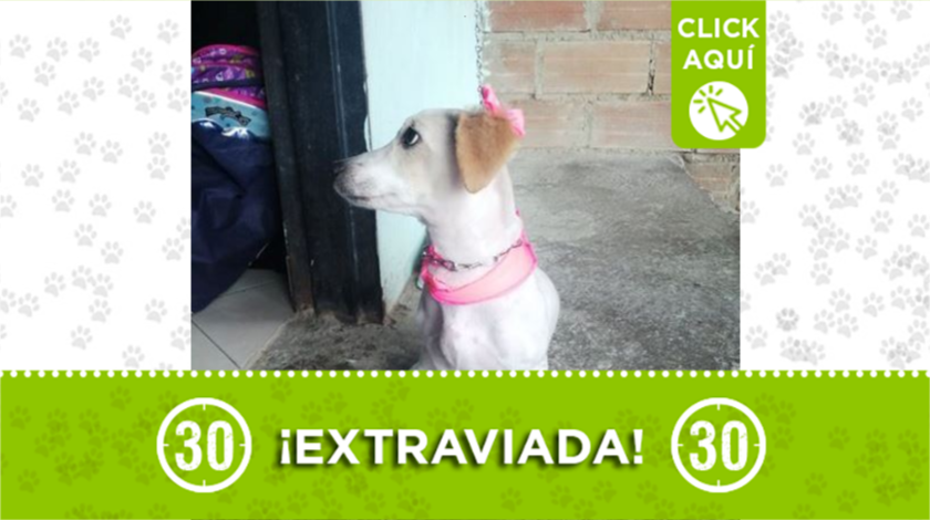 princesa extraviada