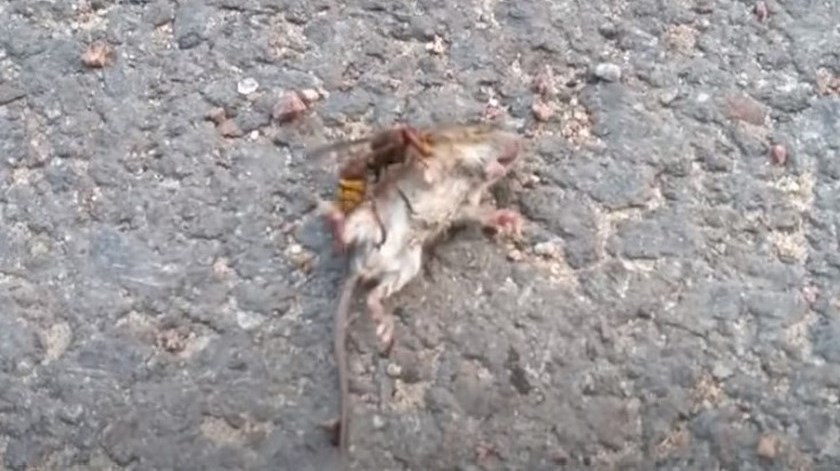 VIDEO: ‘Avispón asesino’ mata a un ratón del doble de su tamaño en segundos