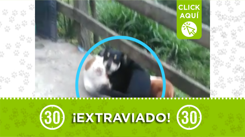 rockie perrito extraviado