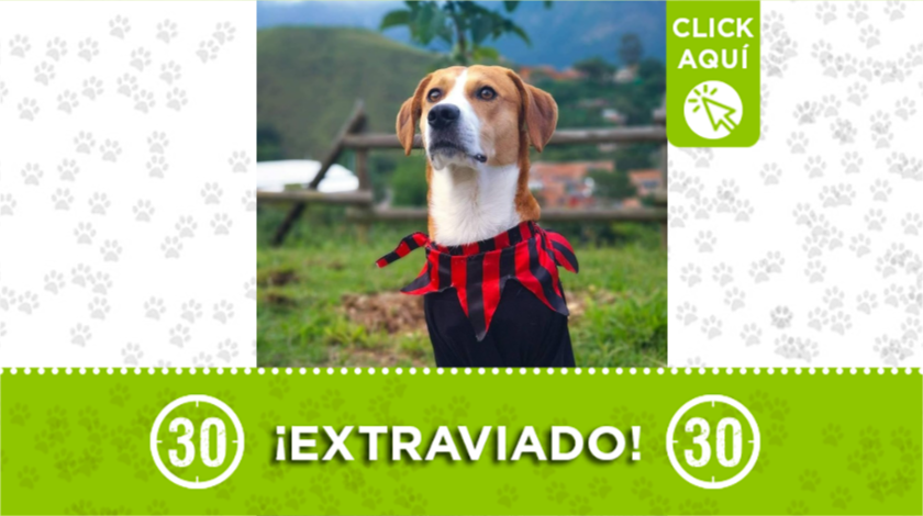 rocky mascota extraviado