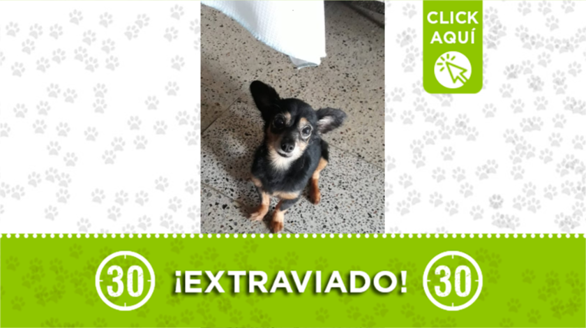 toby extraviado