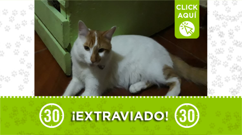 MASCOTA EXTRAVIADA