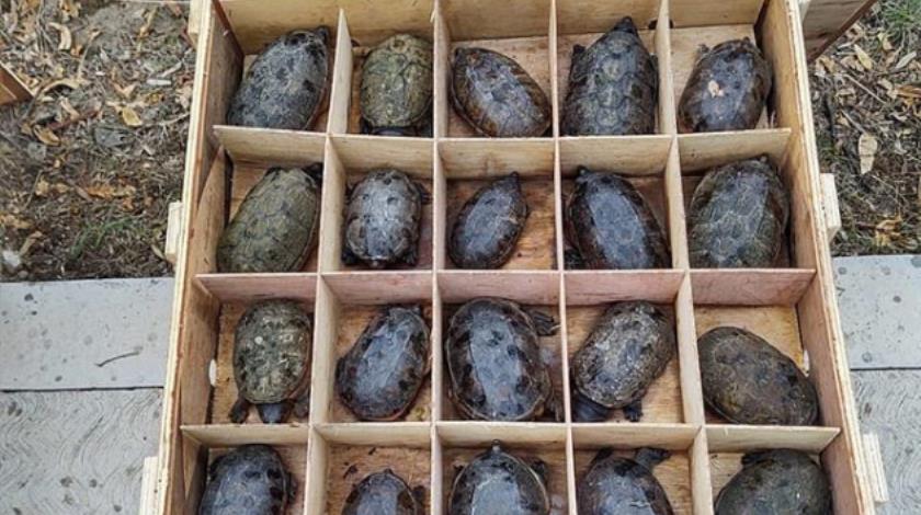 México incauta más de 15.000 tortugas que serían enviadas ilegalmente a China
