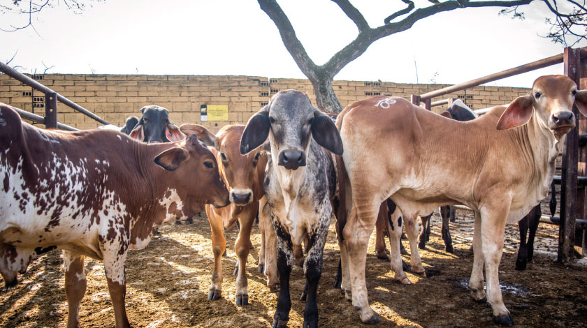 Por brote de covid-19 en el matadero, cierran parte de la Central Ganadera de Medellín