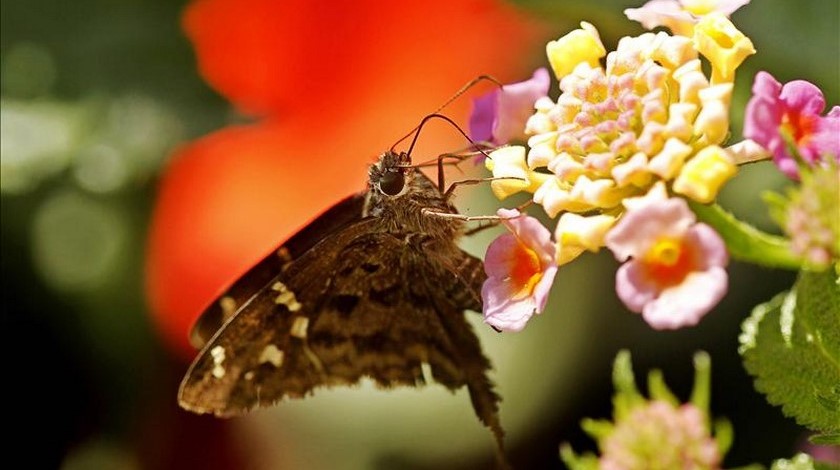 ¡Excelente! Colombia fue elegida el país anfitrión del Día Mundial del Medio Ambiente 2020