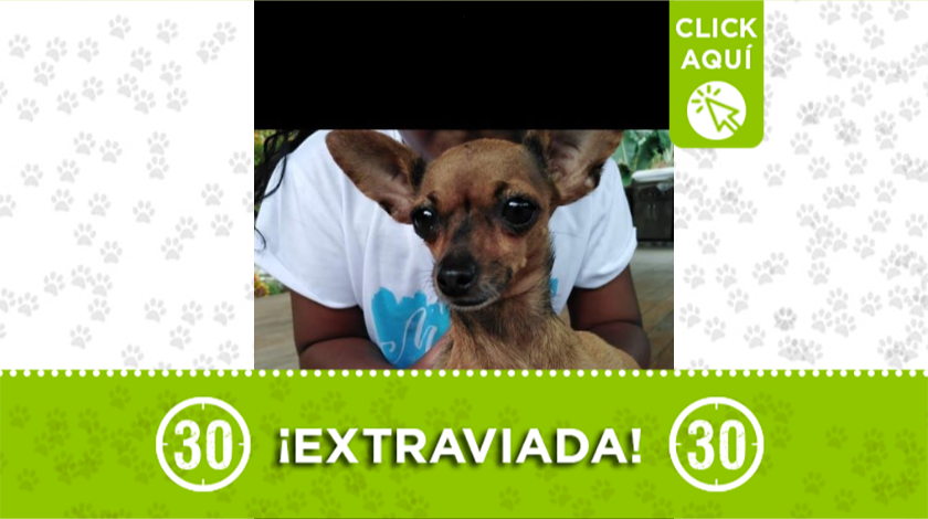 Esta perrita está extraviada en La Camila en Bello