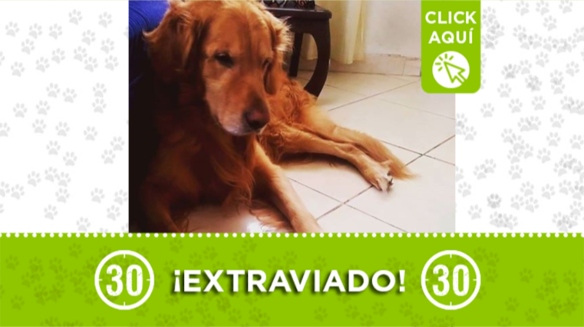 Perrito extraviado