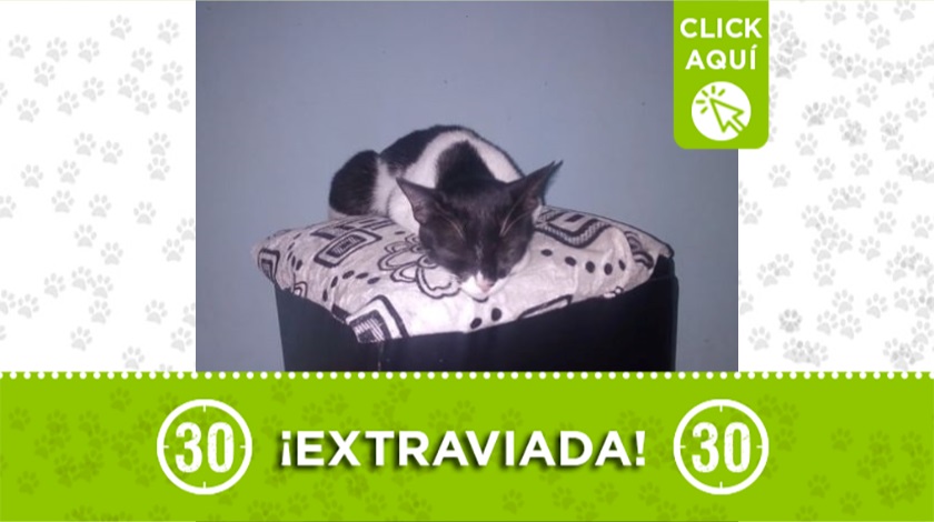 gaticaextraviada