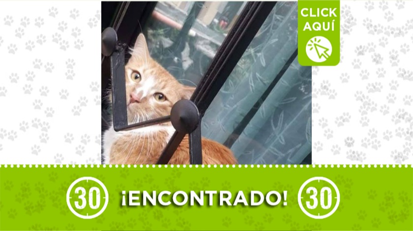 Gatico encontrado en Loreto