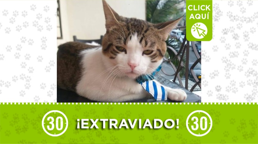 Gatico extraviado en Bello