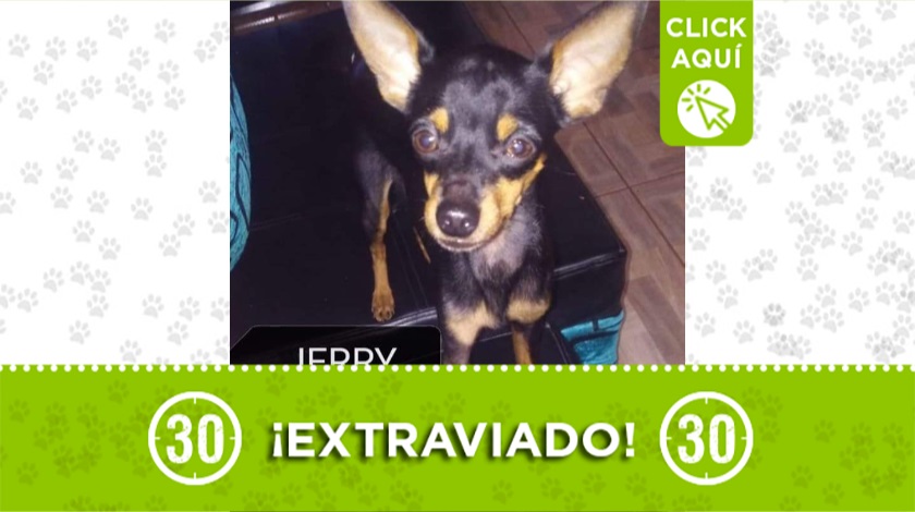 "Jerry" perdido