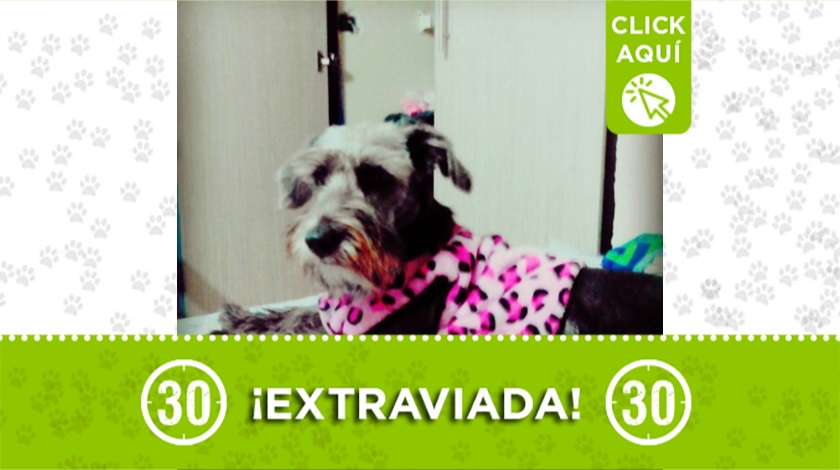 “Julieta” se perdió por el Salvador, ¿la ha visto?