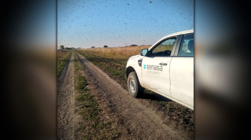 Emergencia fitosanitaria en Brasil