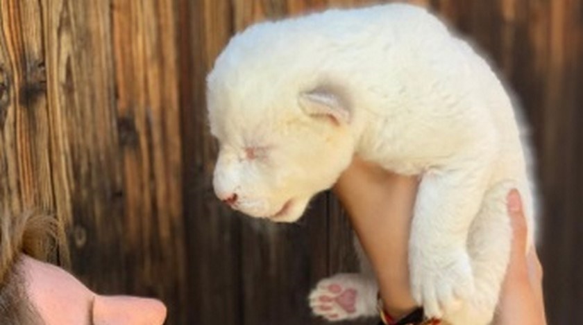 FOTOS: “White King”, así es el león blanco rechazado por su madre al nacer