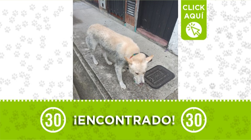 Perrito encontrado