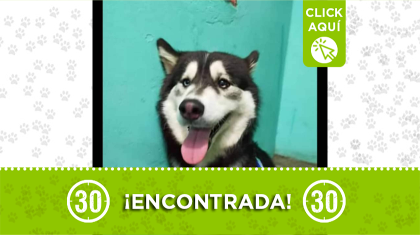 Luna, perrita extraviada