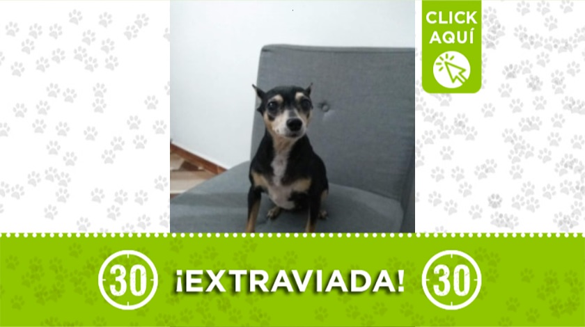 "Luna" extraviada en Niquía