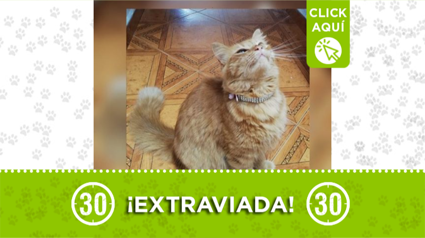 gatita extraviada Milu