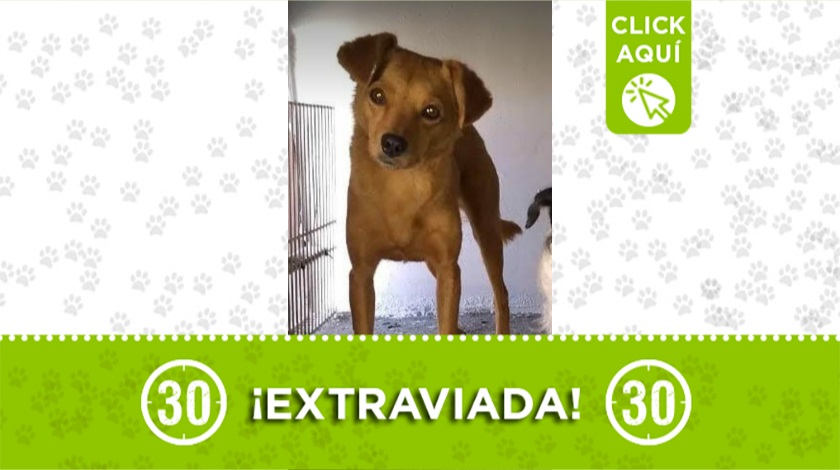 Perrita perdida en Bello