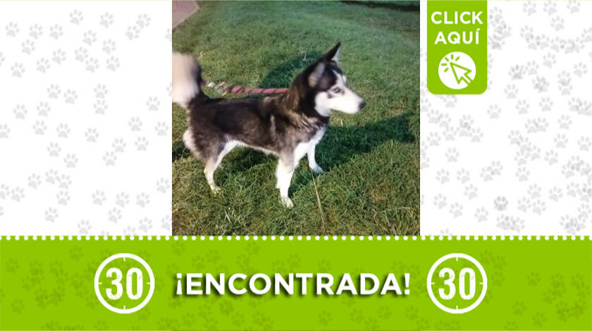 Esta perrita fue encontrada por Bellavista