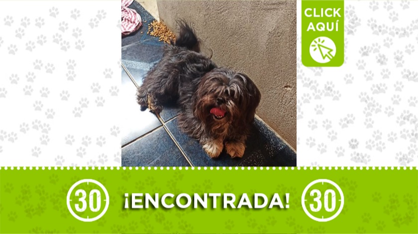 Perrita encontrada en Bello