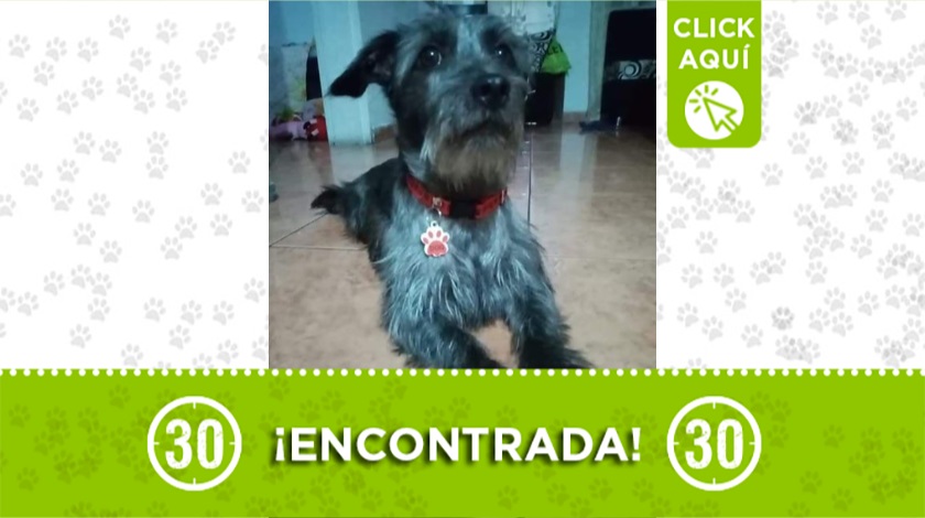 Perrita encontrada en Bello