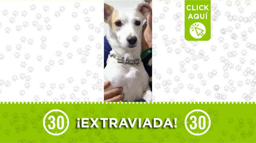 Perrita extraviada