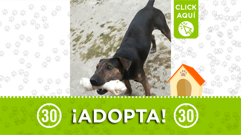 A perrito abandonado en Barbosa le buscan hogar definitivo