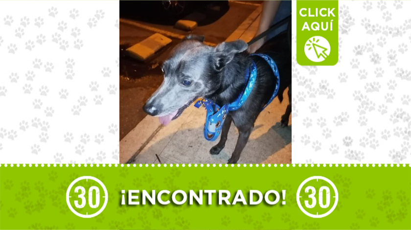 Perrito encontrado deambulando por Copacabana