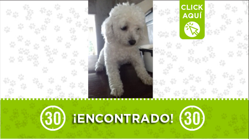 Perrito encontrado en el barrio Conquistadores