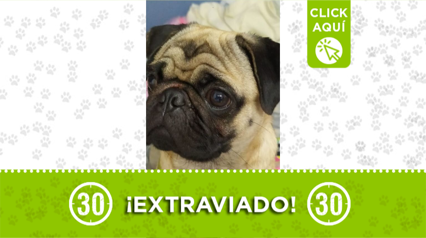 Perrito extraviado en Barrio Santander