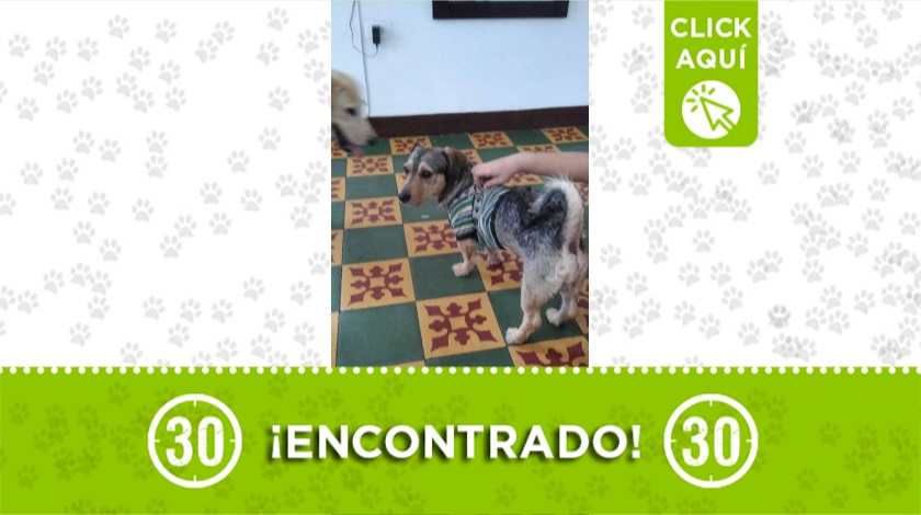 Perrito encontrado en Buenos Aires