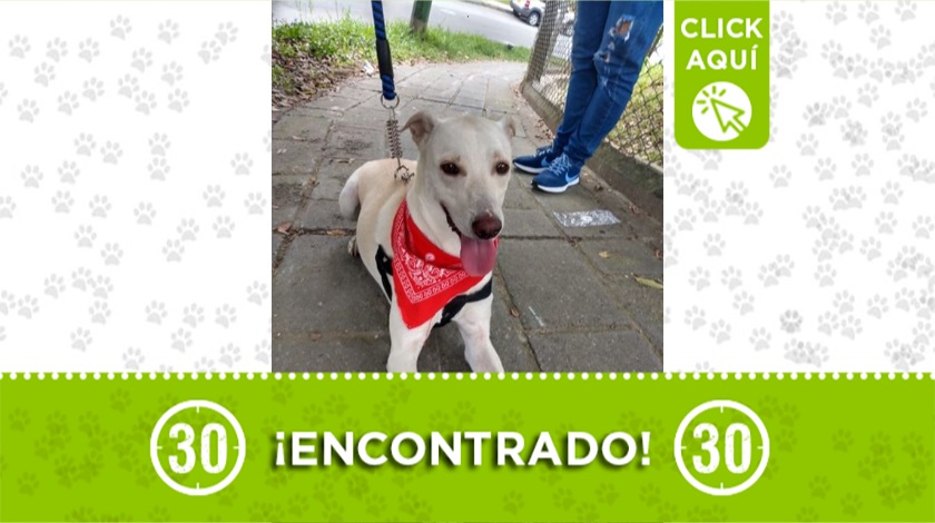 Perrito encontrado
