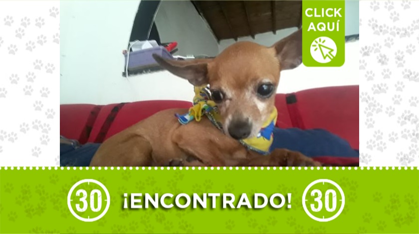 Perrito encontrado en Robledo Miramar