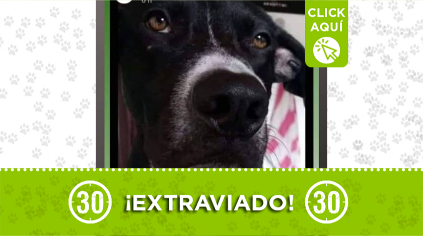 Este perrito se extravió en el barrio Robledo de Medellín