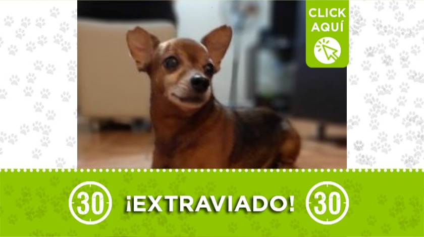 Teo extraviado
