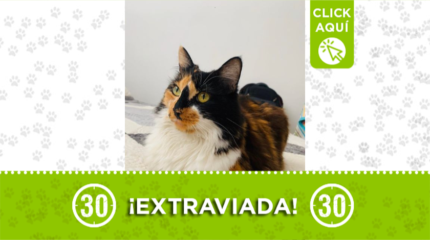 'Wanda' se extravió por el sector Estadio en Medellín