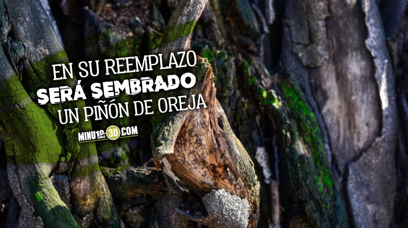 Árbol Belén Medellín