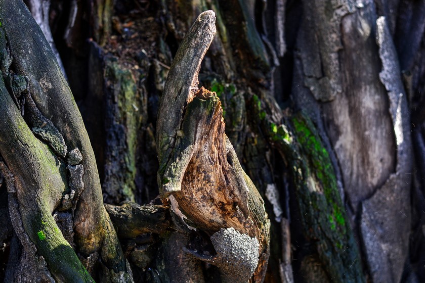 Árbol Belén Medellín