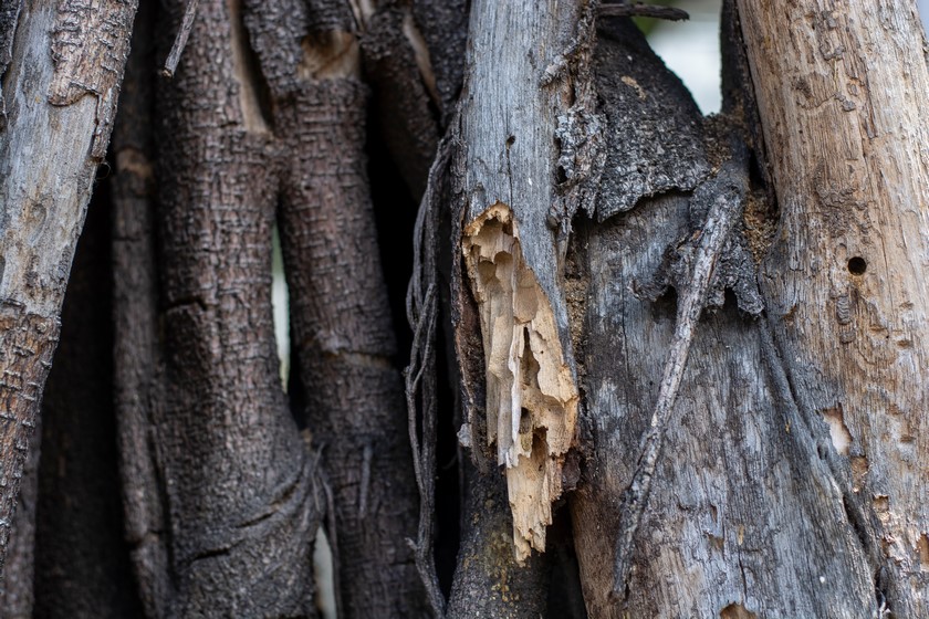 Árbol Belén Medellín