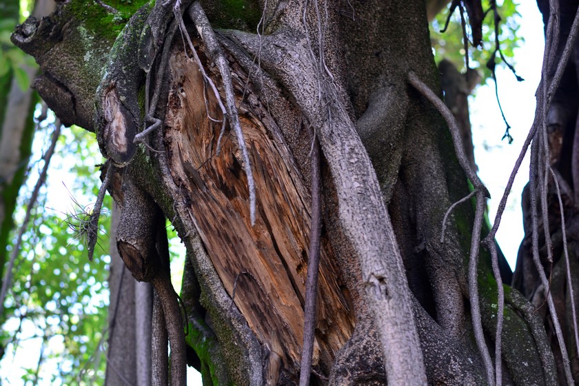 Árbol Belén Medellín