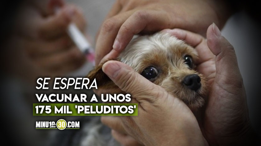 ¡Pilas, pa’ que aproveche! Este fin de semana vacunarán gratis contra la rabia a perros y gatos en Antioquia